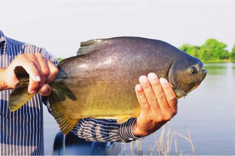 Prefeitura abre licitação para fornecimento de peixes para a Páscoa