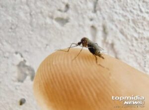 MENINA DE 8 ANOS É A PRIMEIRA CRIANÇA A MORRER POR DENGUE EM MS EM 2025